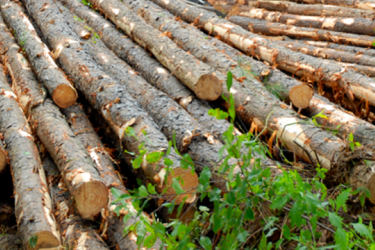 Pile of harvested timber