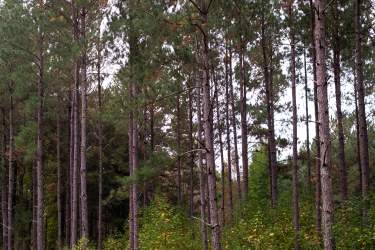 A stand of pine trees.